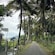 A narrow paved road lined with tall coconut palm trees
